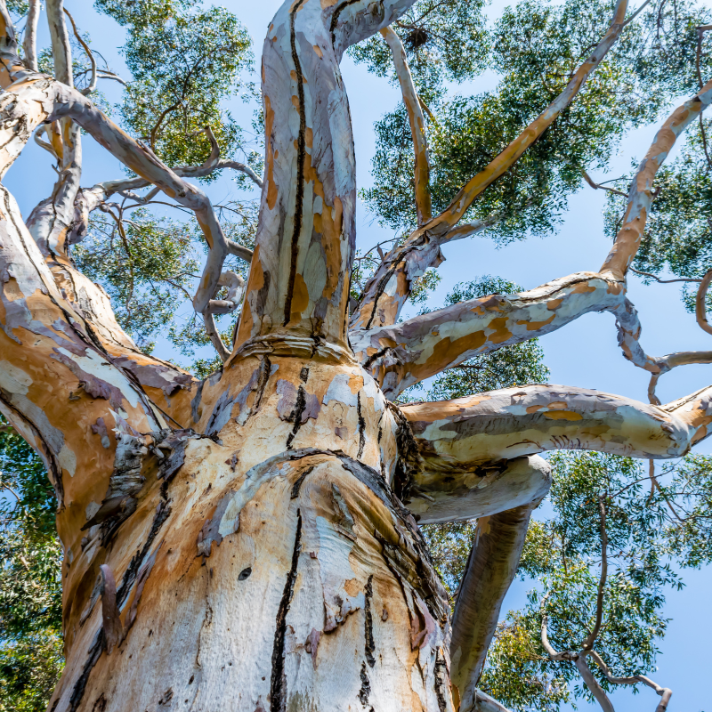 Eucalyptus Hybrid, Clonal Eucalyptus seeds - 200