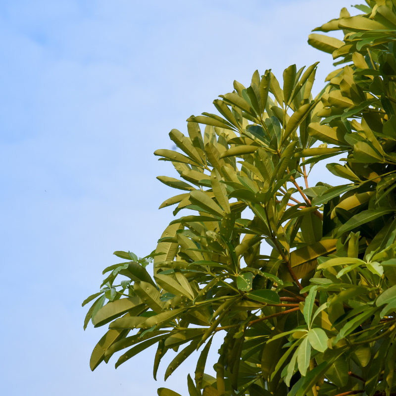 Ditabark, Blackboard tree seeds - 30