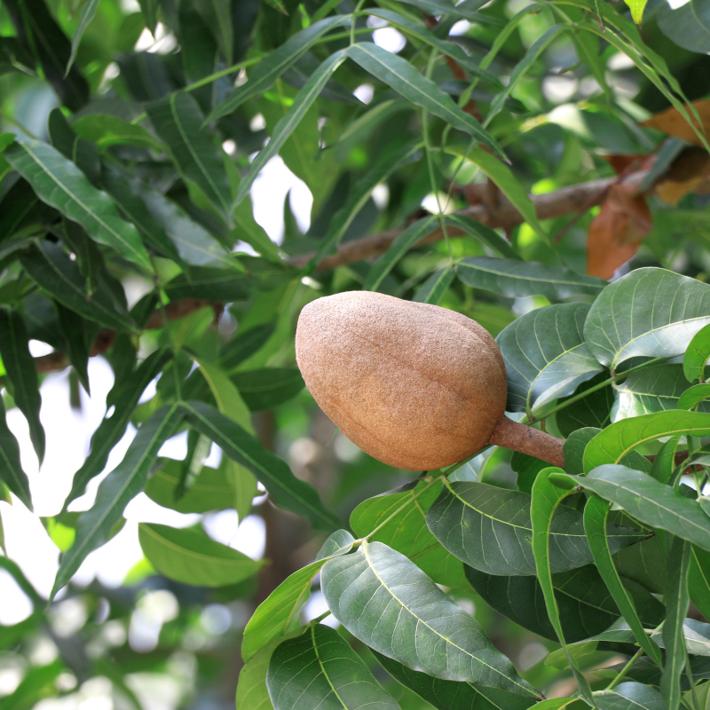 Jamaica Cedar, Cedrela odorata seeds - 30