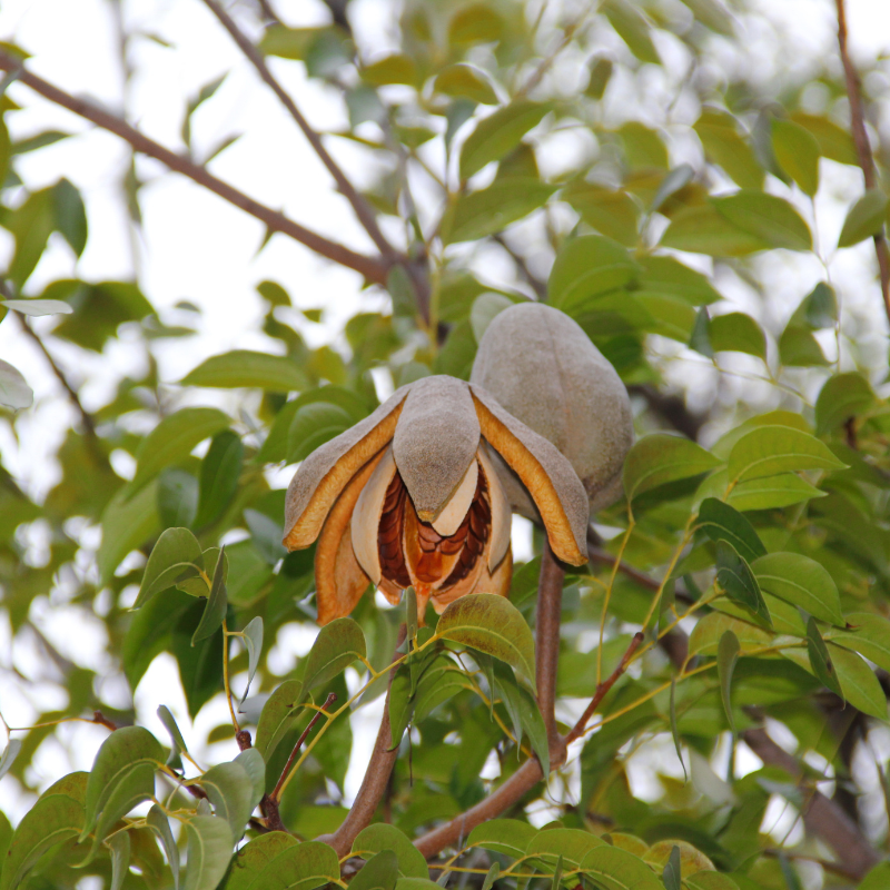 Jamaica Cedar, Cedrela odorata seeds - 30