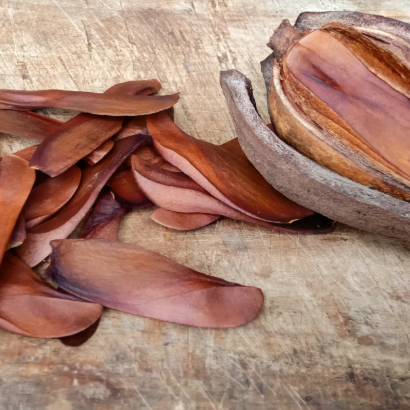 Jamaica Cedar, Cedrela odorata seeds - 30