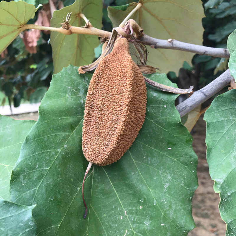 Karnikara Tree, Bayur tree seeds - 30