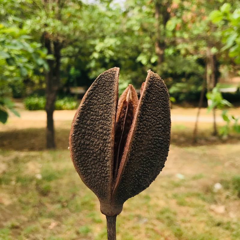 Karnikara Tree, Bayur tree seeds - 30