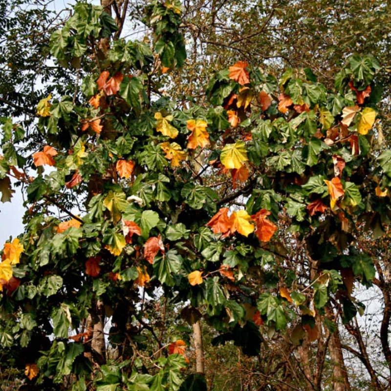 Karnikara Tree, Bayur tree seeds - 30