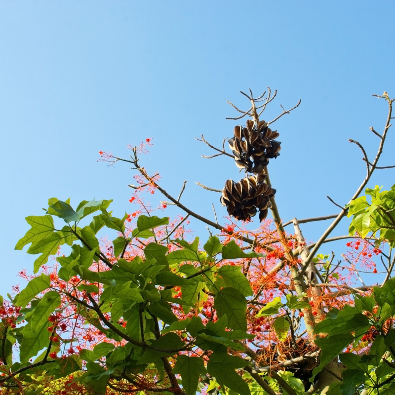 Karnikara Tree, Bayur tree seeds - 30