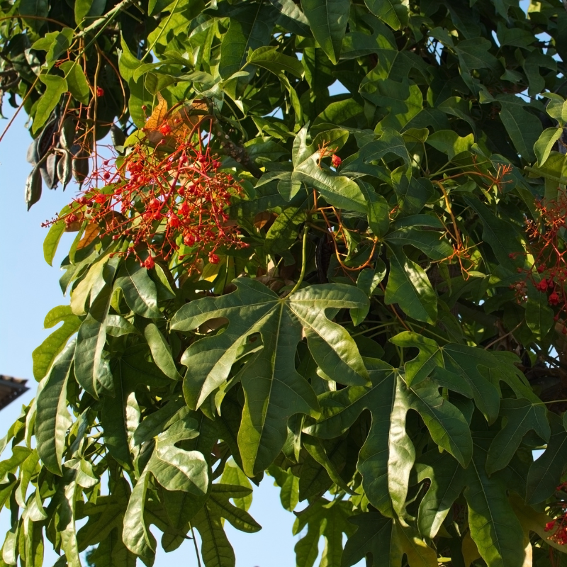 Karnikara Tree, Bayur tree seeds - 30