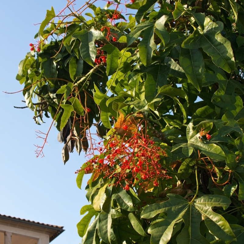 Karnikara Tree, Bayur tree seeds - 30