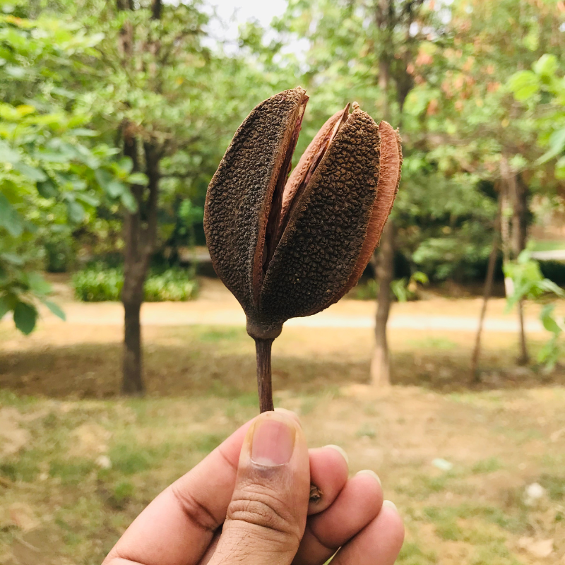 Karnikara Tree, Bayur tree seeds - 30