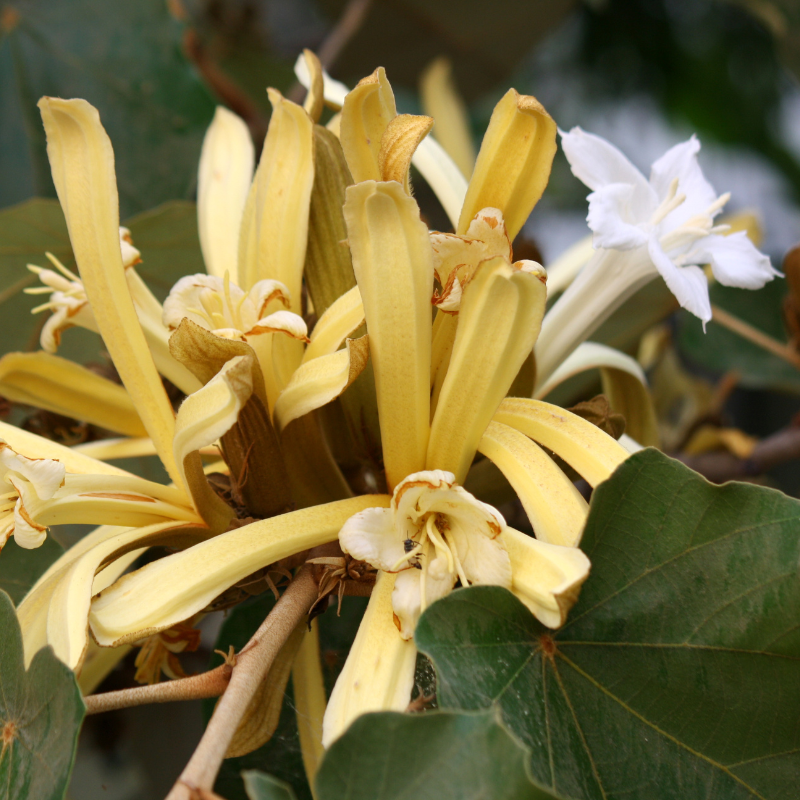 Karnikara Tree, Bayur tree seeds - 30
