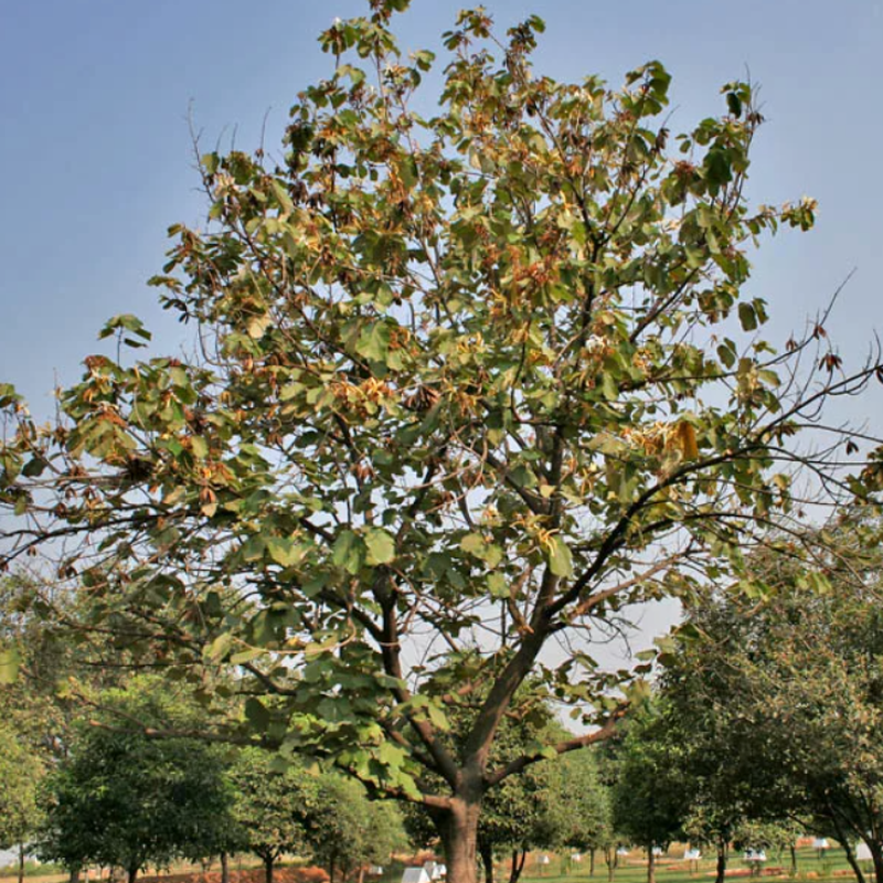 Karnikara Tree, Bayur tree seeds - 30