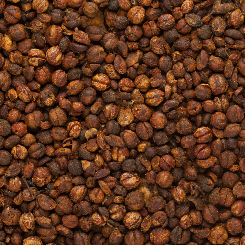 Celastrus paniculatus, Intellect Tree seeds - 30