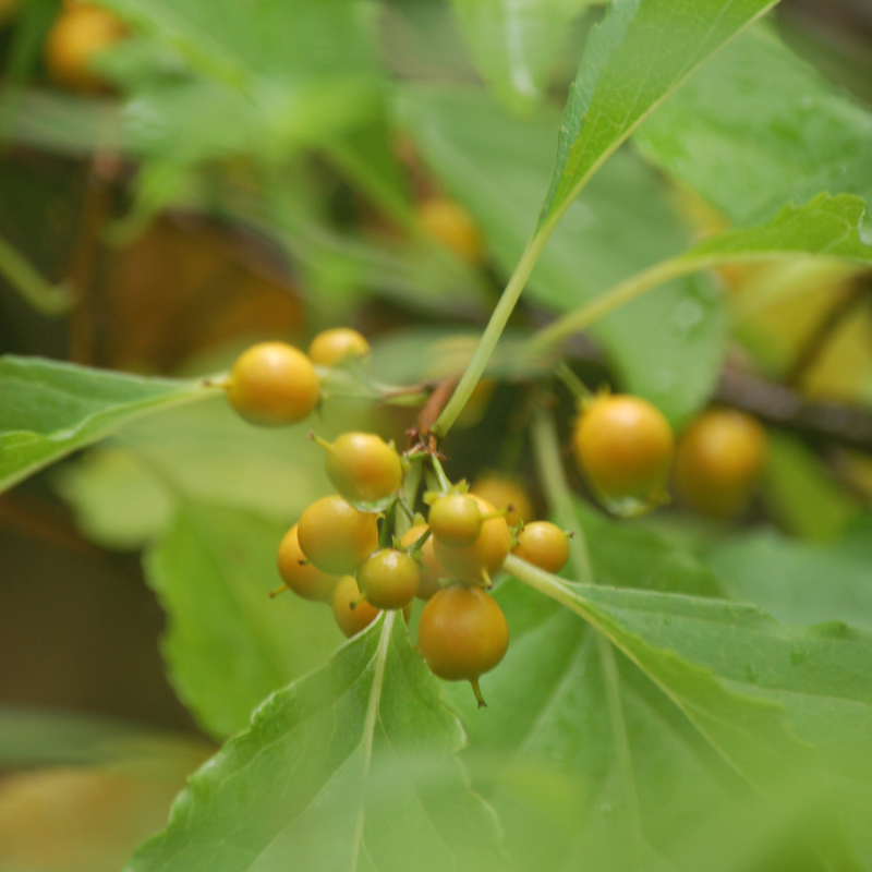 Celastrus paniculatus, Intellect Tree seeds - 30