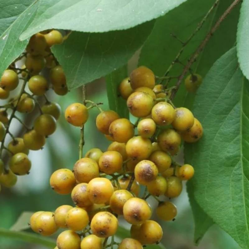 Celastrus paniculatus, Intellect Tree seeds - 30