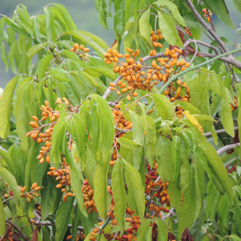 Celastrus paniculatus, Intellect Tree seeds - 30