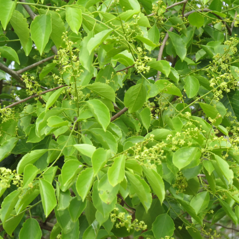 Celastrus paniculatus, Intellect Tree seeds - 30