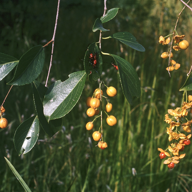 Celastrus paniculatus, Intellect Tree seeds - 30
