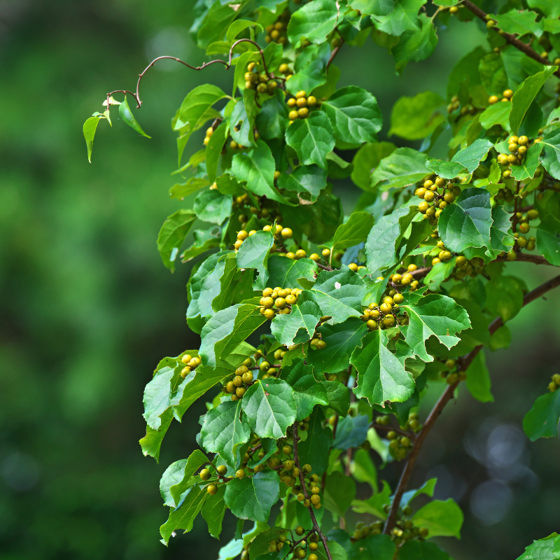 Celastrus paniculatus, Intellect Tree seeds - 30