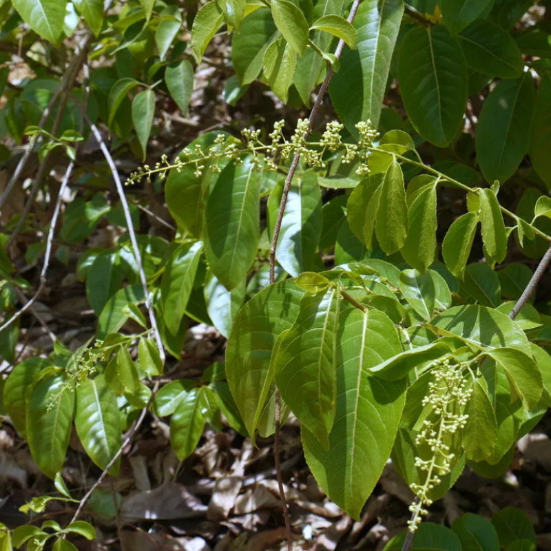 Celastrus paniculatus, Intellect Tree seeds - 30