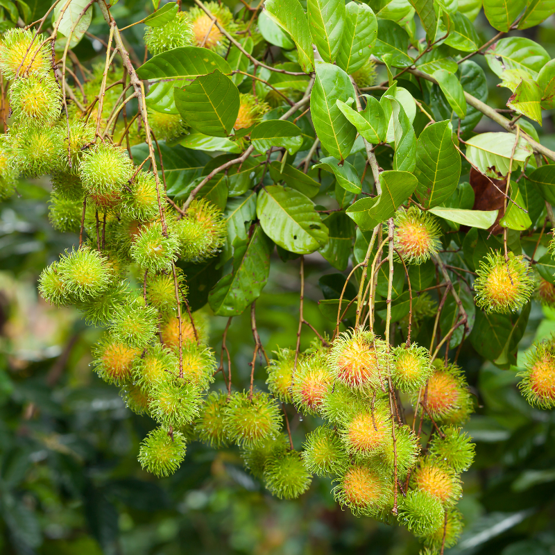Celastrus paniculatus, Intellect Tree seeds - 30