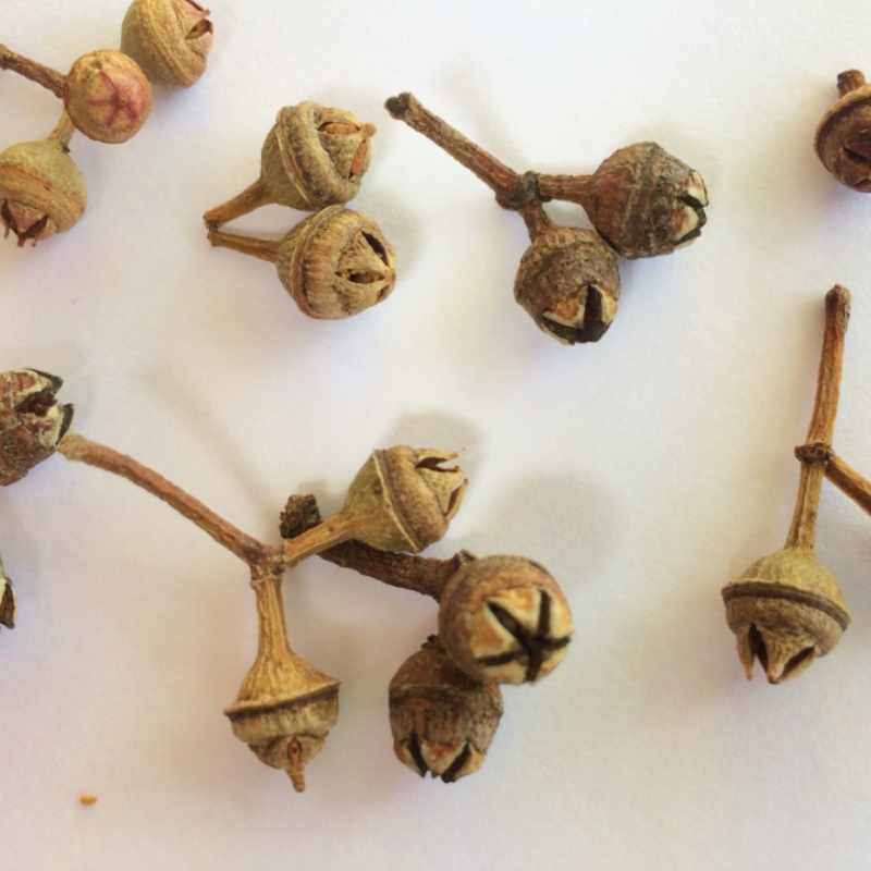 Forest Red Gum, Eucalyptus tereticornis seeds - 200