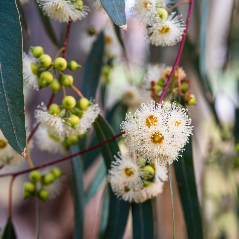 Forest Red Gum, Eucalyptus tereticornis seeds - 200