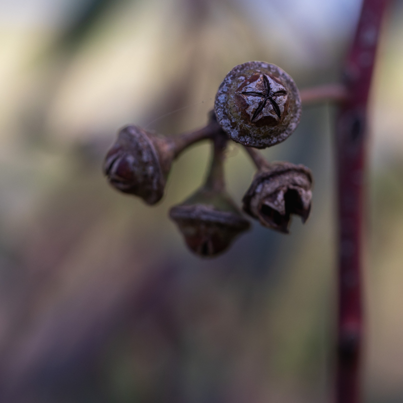 Forest Red Gum, Eucalyptus tereticornis seeds - 200