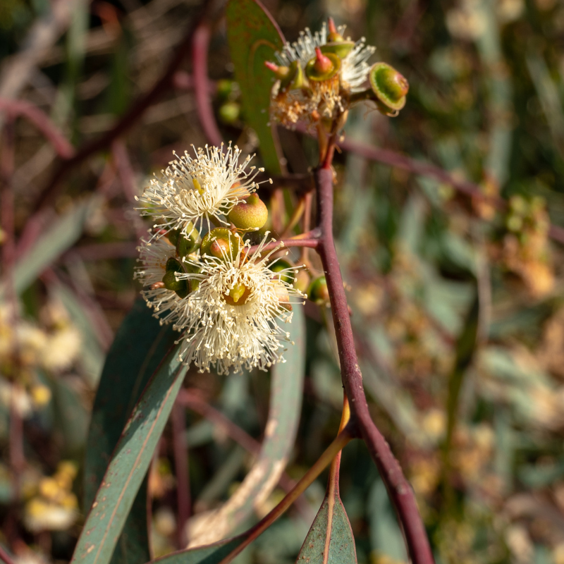 Forest Red Gum, Eucalyptus tereticornis seeds - 200