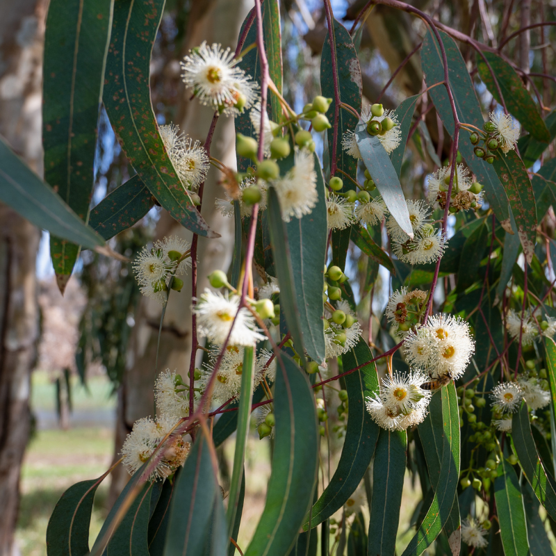 Forest Red Gum, Eucalyptus tereticornis seeds - 200