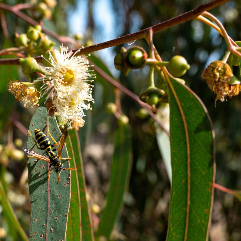 Forest Red Gum, Eucalyptus tereticornis seeds - 200
