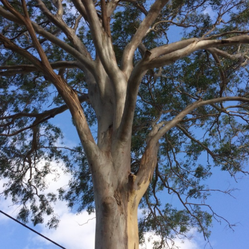 Forest Red Gum, Eucalyptus tereticornis seeds - 200