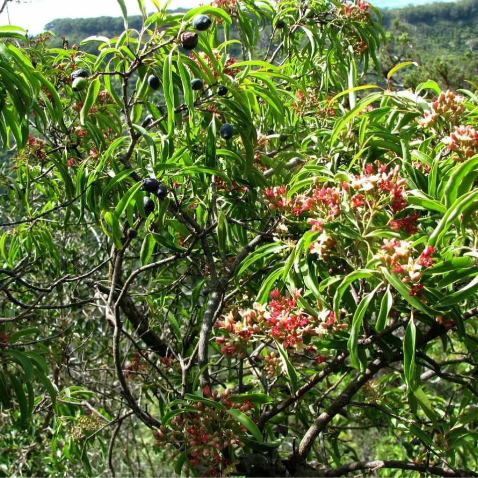 Sandal Wood Red, Chandan Red seeds - 20