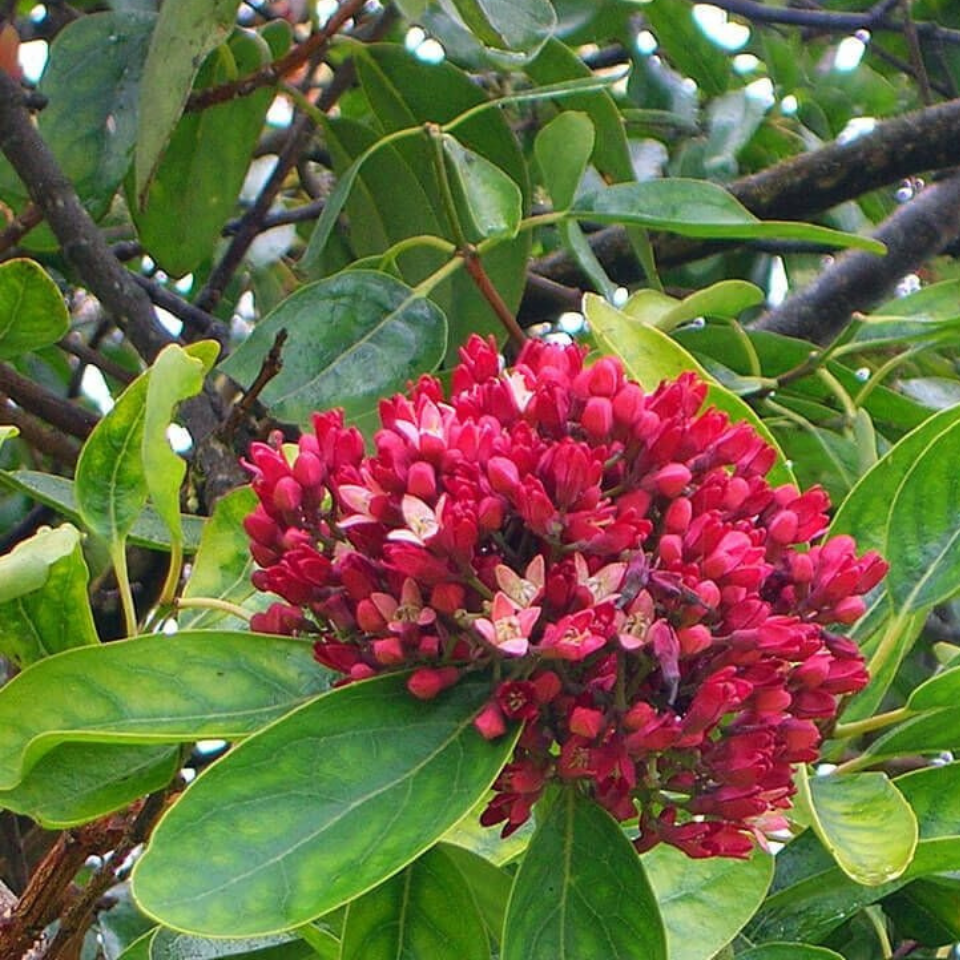 Sandal Wood Red, Chandan Red seeds - 20