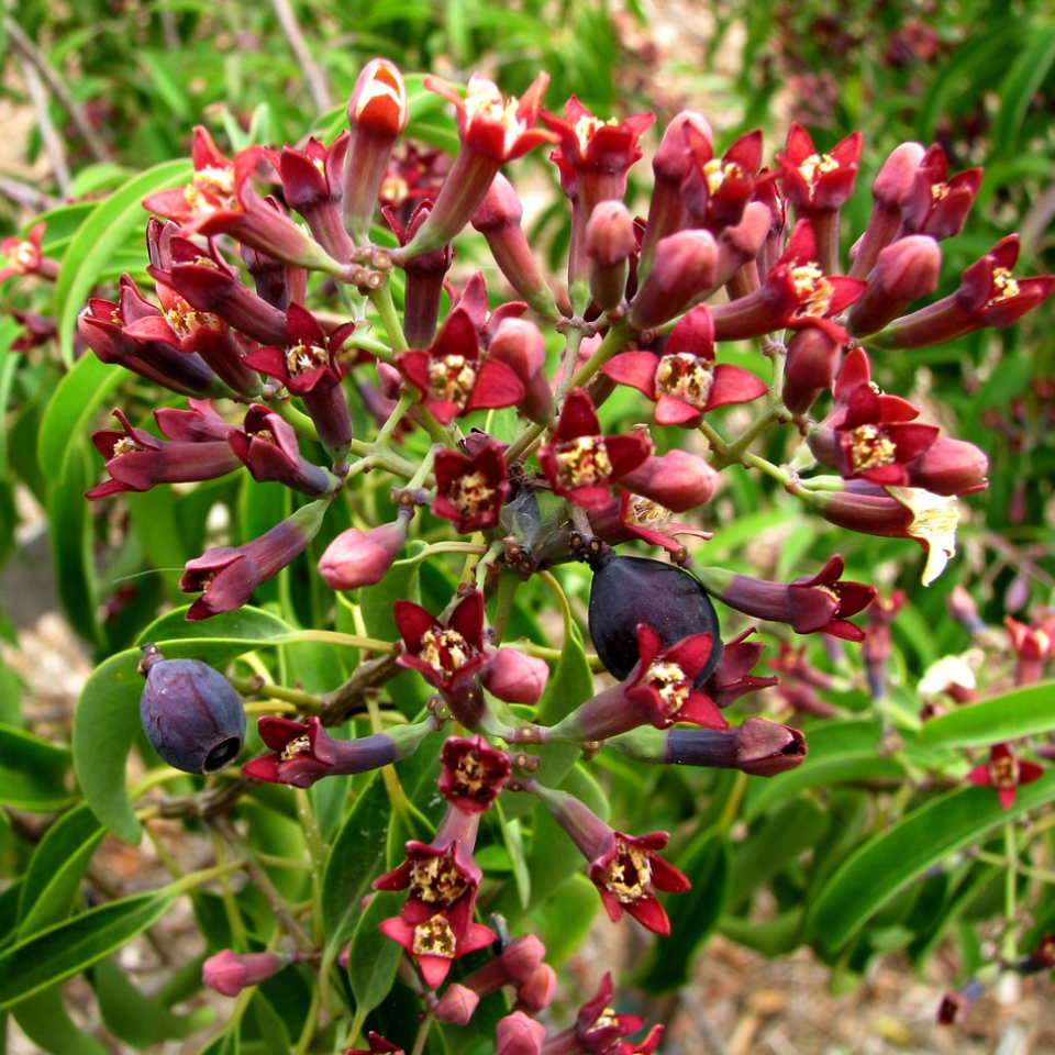 Sandal Wood Red, Chandan Red seeds - 10