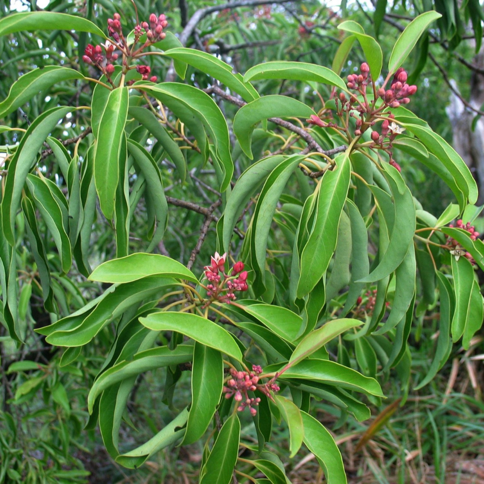 Sandal Wood Red, Chandan Red seeds - 20