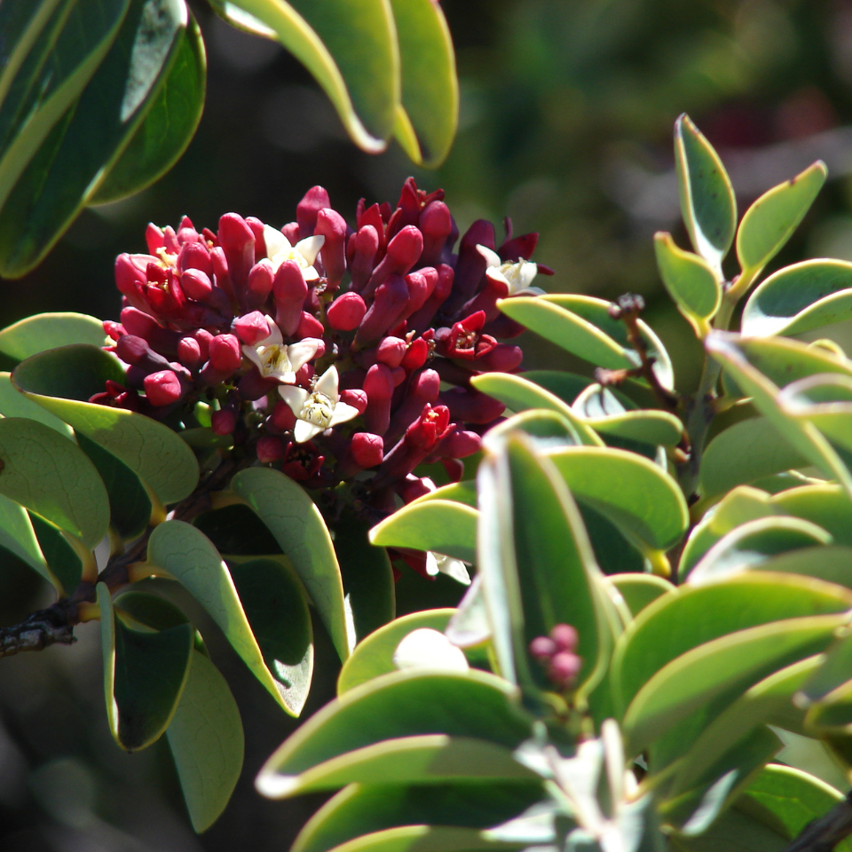 Sandal Wood Red, Chandan Red seeds - 20