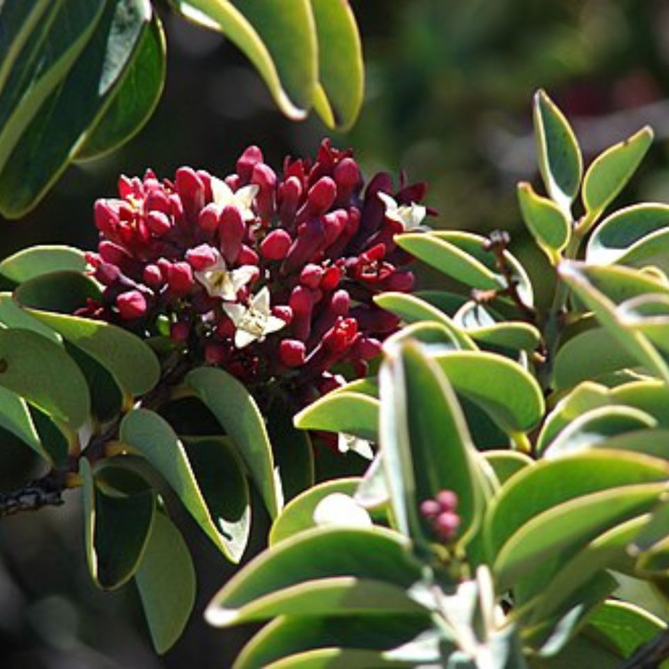 Sandal Wood Red, Chandan Red seeds - 20