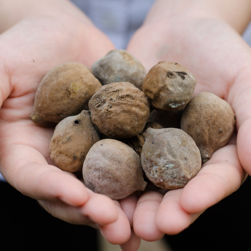 Terminalia Belerica, Beleric Myrobalan seeds - 5