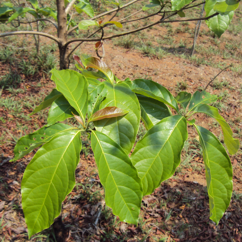 Terminalia Belerica, Beleric Myrobalan seeds - 5