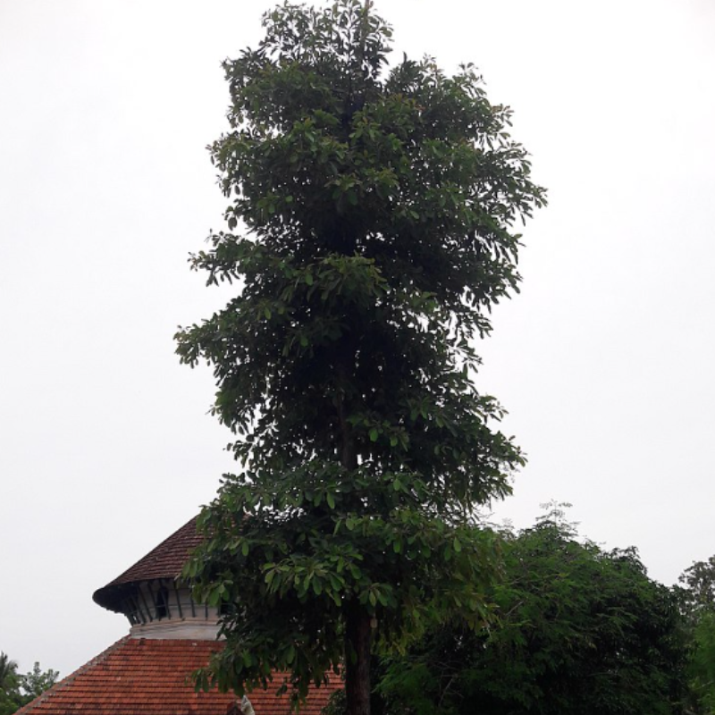 Terminalia Belerica, Beleric Myrobalan seeds - 5
