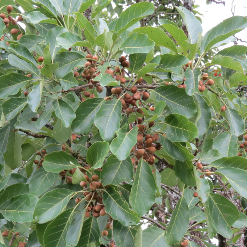 Terminalia Belerica, Beleric Myrobalan seeds - 5