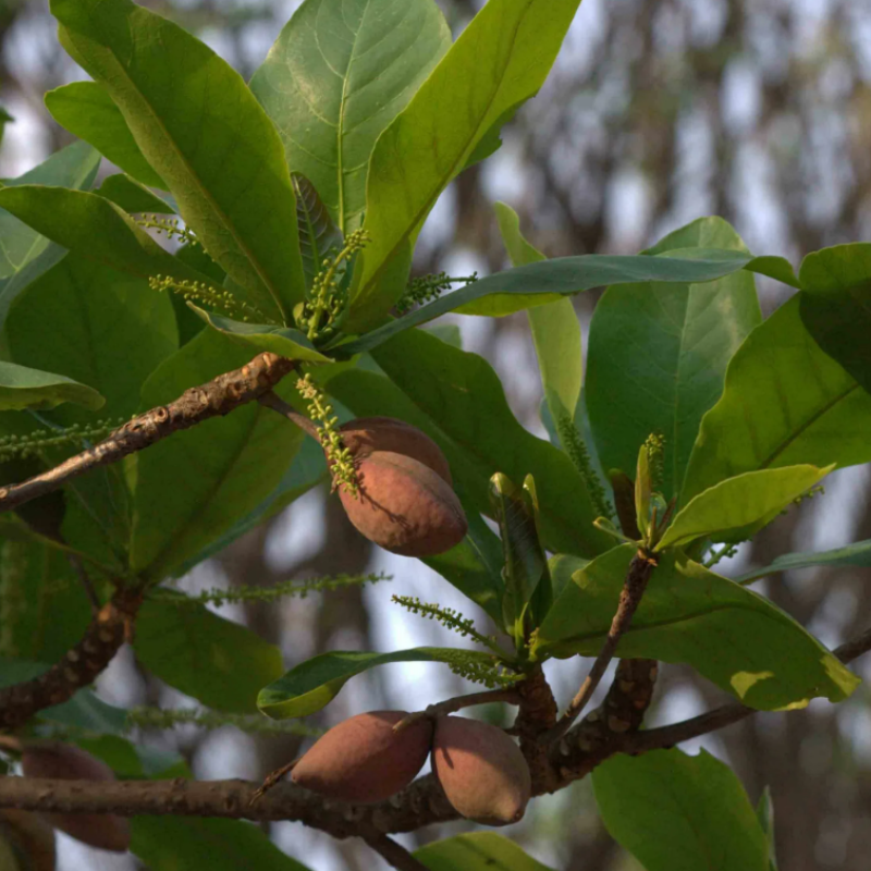 Terminalia Belerica, Beleric Myrobalan seeds - 5