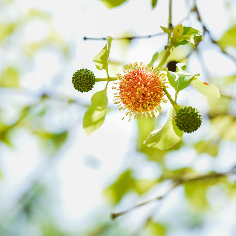 Kadamba, Anthocephalus cadamba seeds - 100