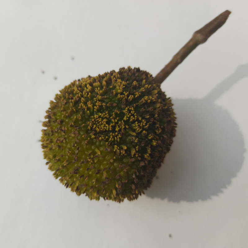 Kadamba, Anthocephalus cadamba seeds - 100