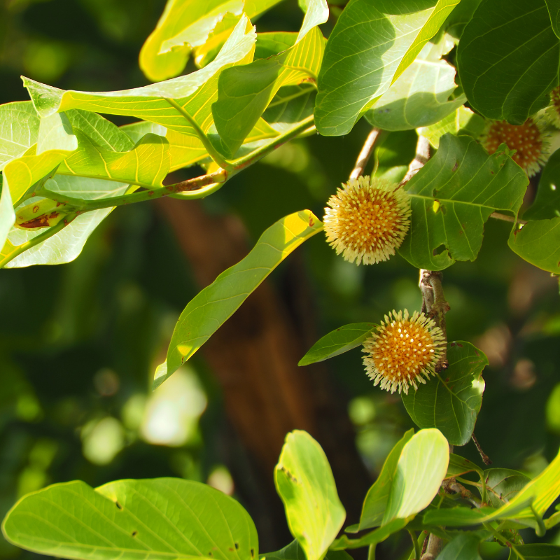 Kadamba, Anthocephalus cadamba seeds - 100