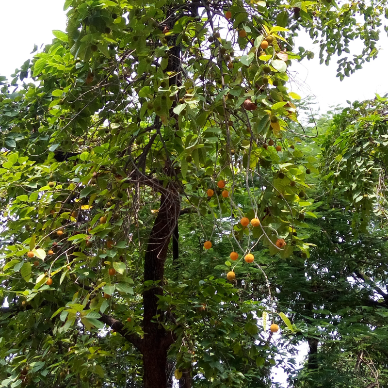 Kadamba, Anthocephalus cadamba seeds - 100