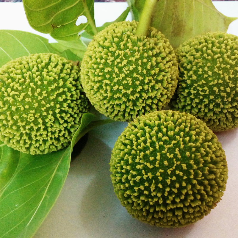 Kadamba, Anthocephalus cadamba seeds - 100