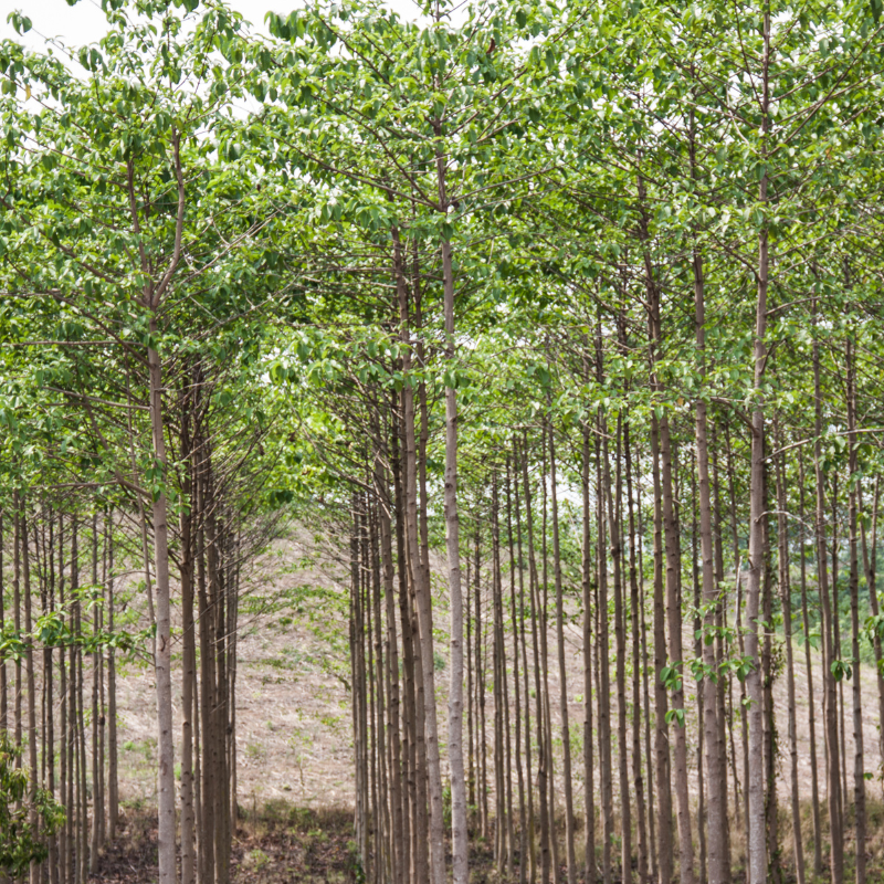 Kadamba, Anthocephalus cadamba seeds - 100