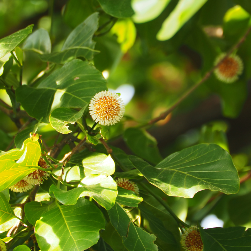 Kadamba, Anthocephalus cadamba seeds - 100