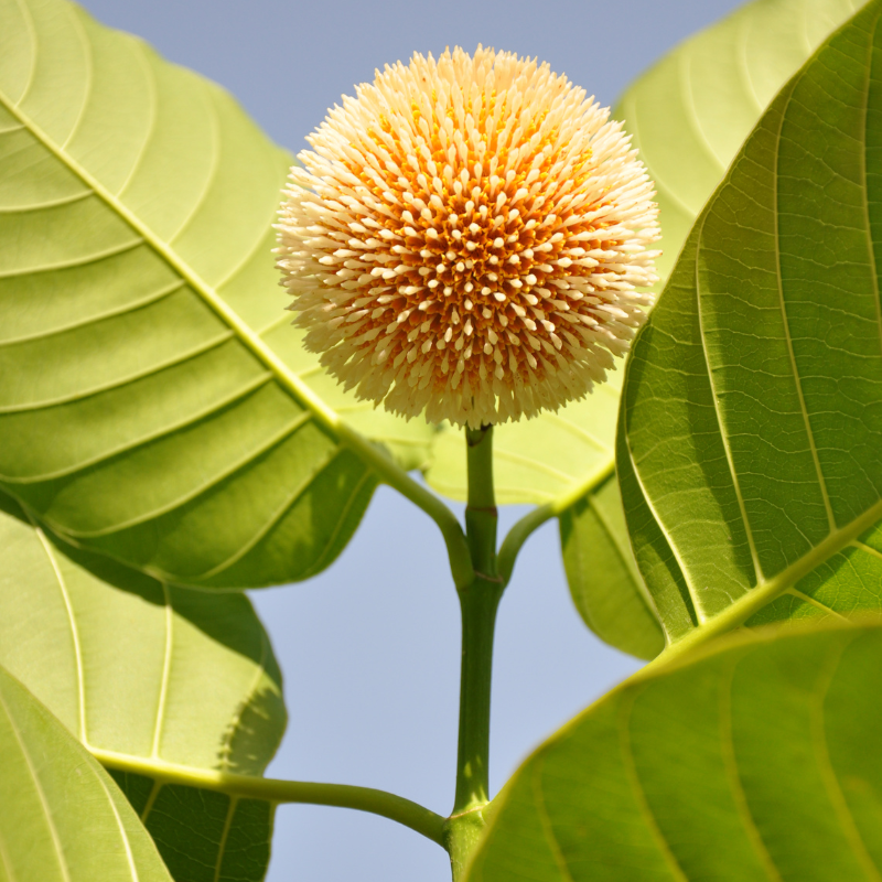 Kadamba, Anthocephalus cadamba seeds - 100