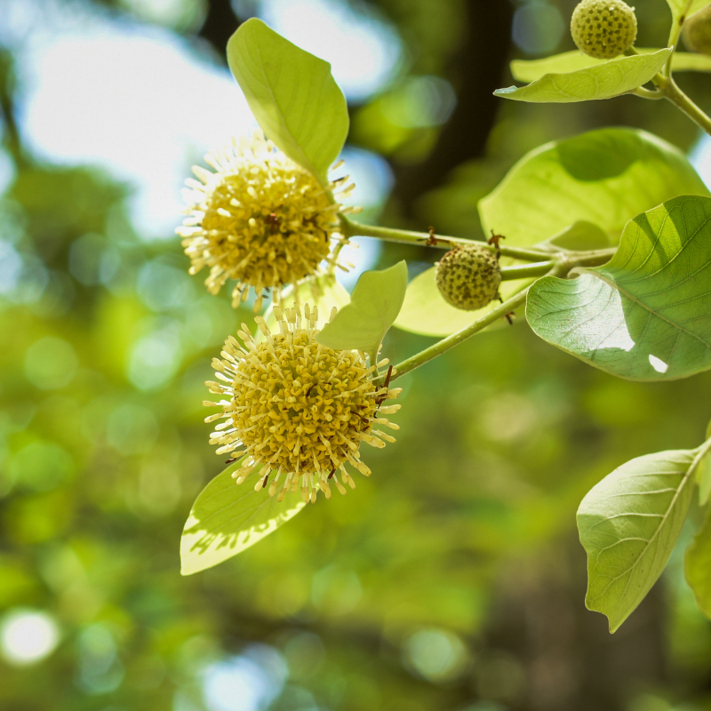 Kadamba, Anthocephalus cadamba seeds - 100